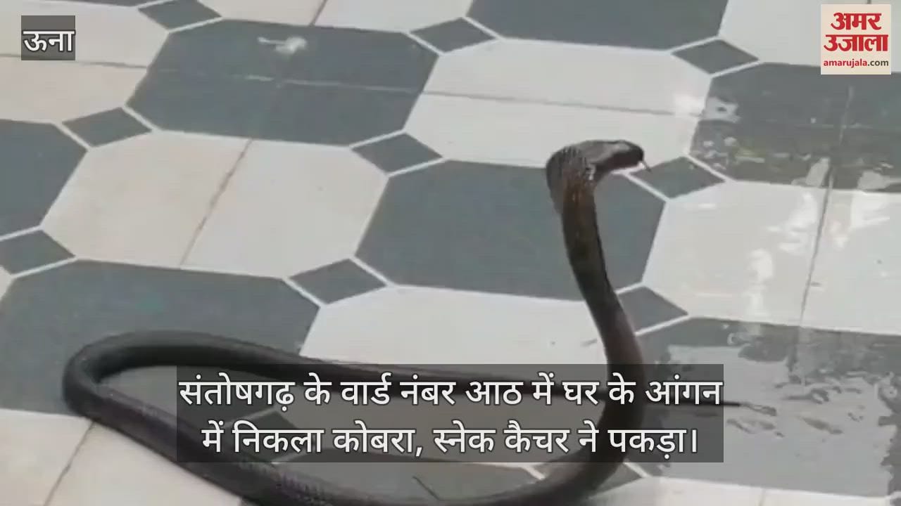 cobra was found in the courtyard of a house in ward number eight of Santoshgarh, caught by a snake catcher