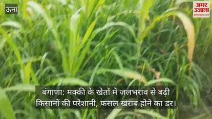 Bangana: Farmers' problems increased due to waterlogging in maize fields, fear of crop damage