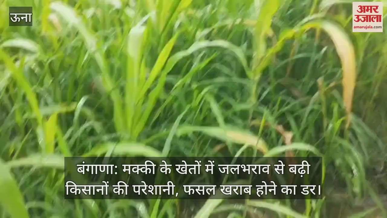 Bangana: Farmers' problems increased due to waterlogging in maize fields, fear of crop damage