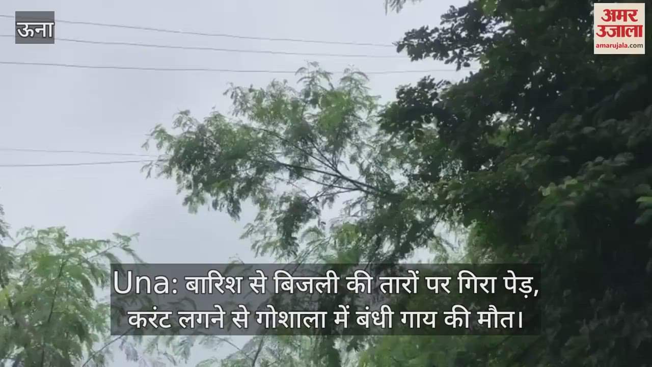 Due to rain, a tree fell on the power lines, a cow tied in the cowshed died due to electric shock