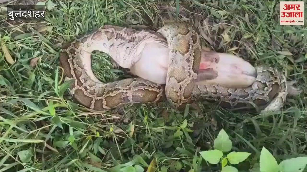 A giant python swallowed a monkey in Bulandshahr, the video went viral on social media