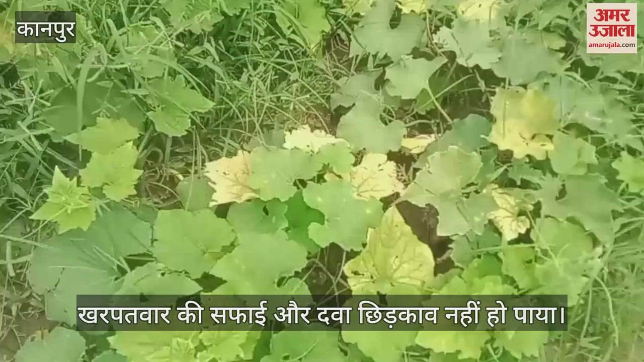 कानपुर के भीतरगांव में लगातर रिमझिम बारिश से कुम्हड़ा के पौधों में आई पोषक तत्वों की कमी
