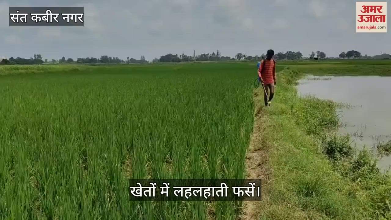 Farmers are applying medicines to eliminate weeds growing in the fields