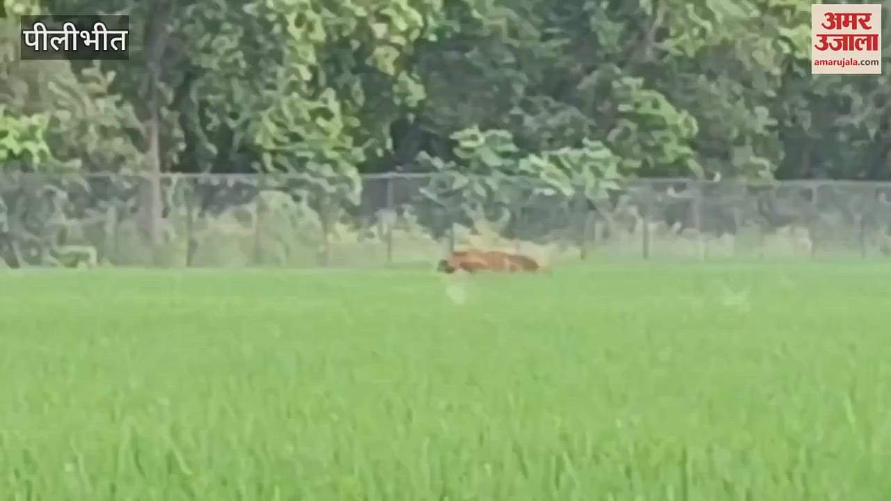 Tiger came out of the jungle in Pilibhit and reached near the village