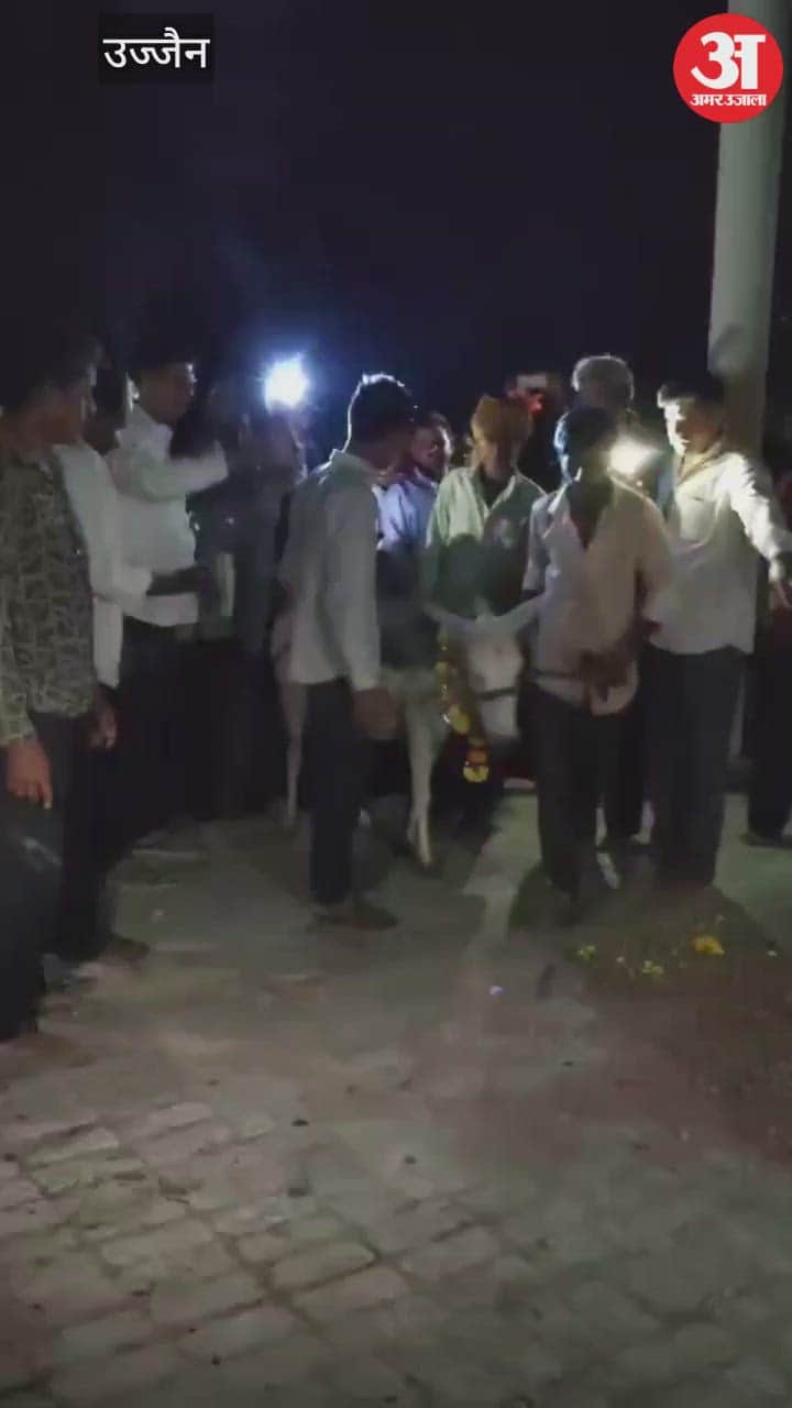 Ujjain News: A unique trick was done with a donkey to bring rain in Ujjain