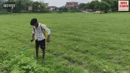Farmers sprayed pesticides on their crops when the weather cleared