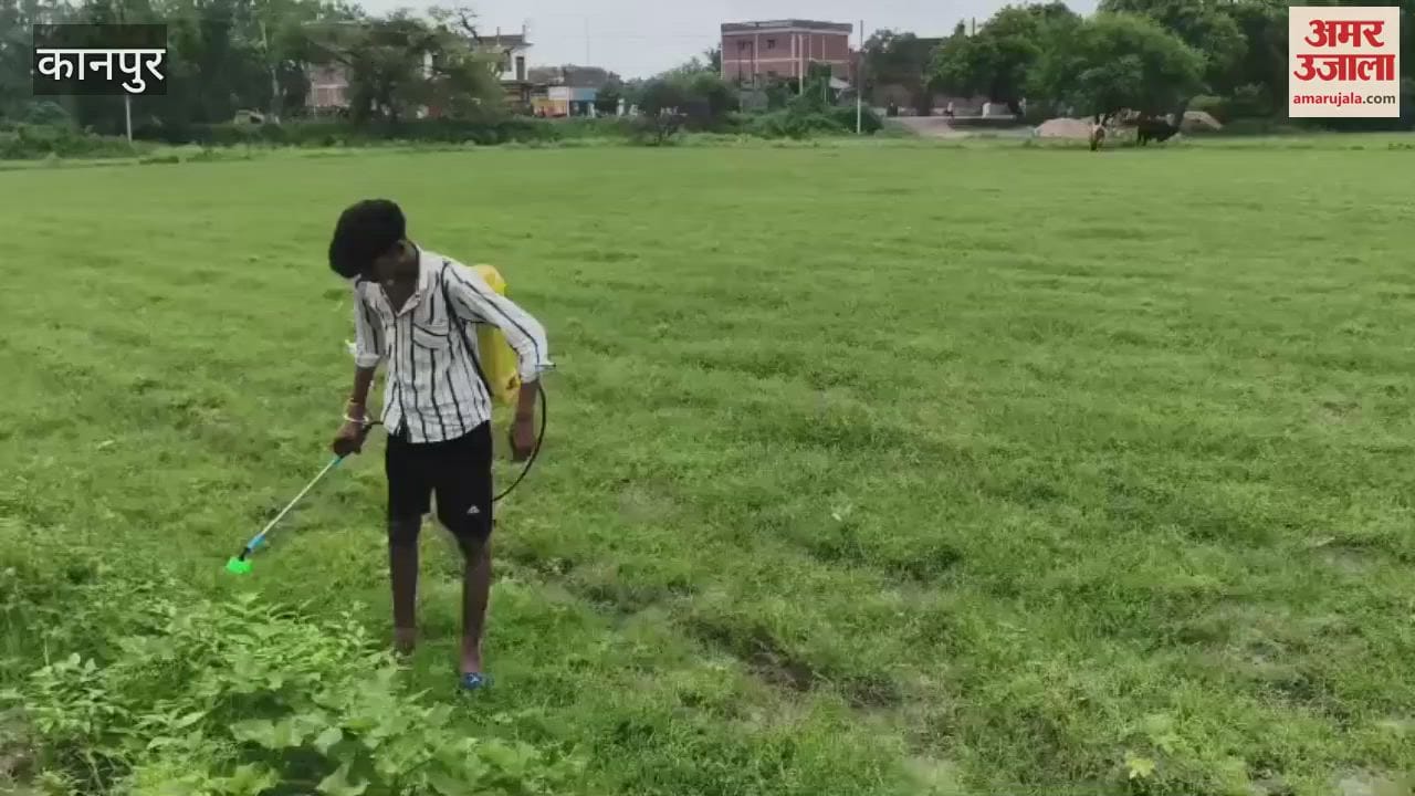 Farmers sprayed pesticides on their crops when the weather cleared