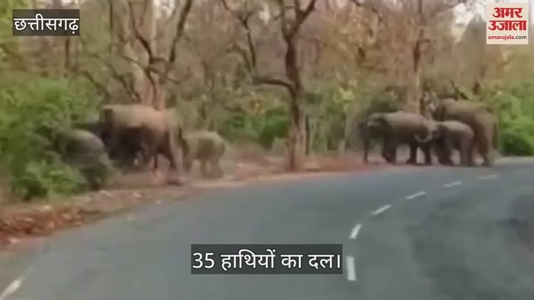 बलरामपुर रामनुजगंज के राजपुर वन परिक्षेत्र में पहुंचा 35 हाथियों का दल, लोगों में दहशत