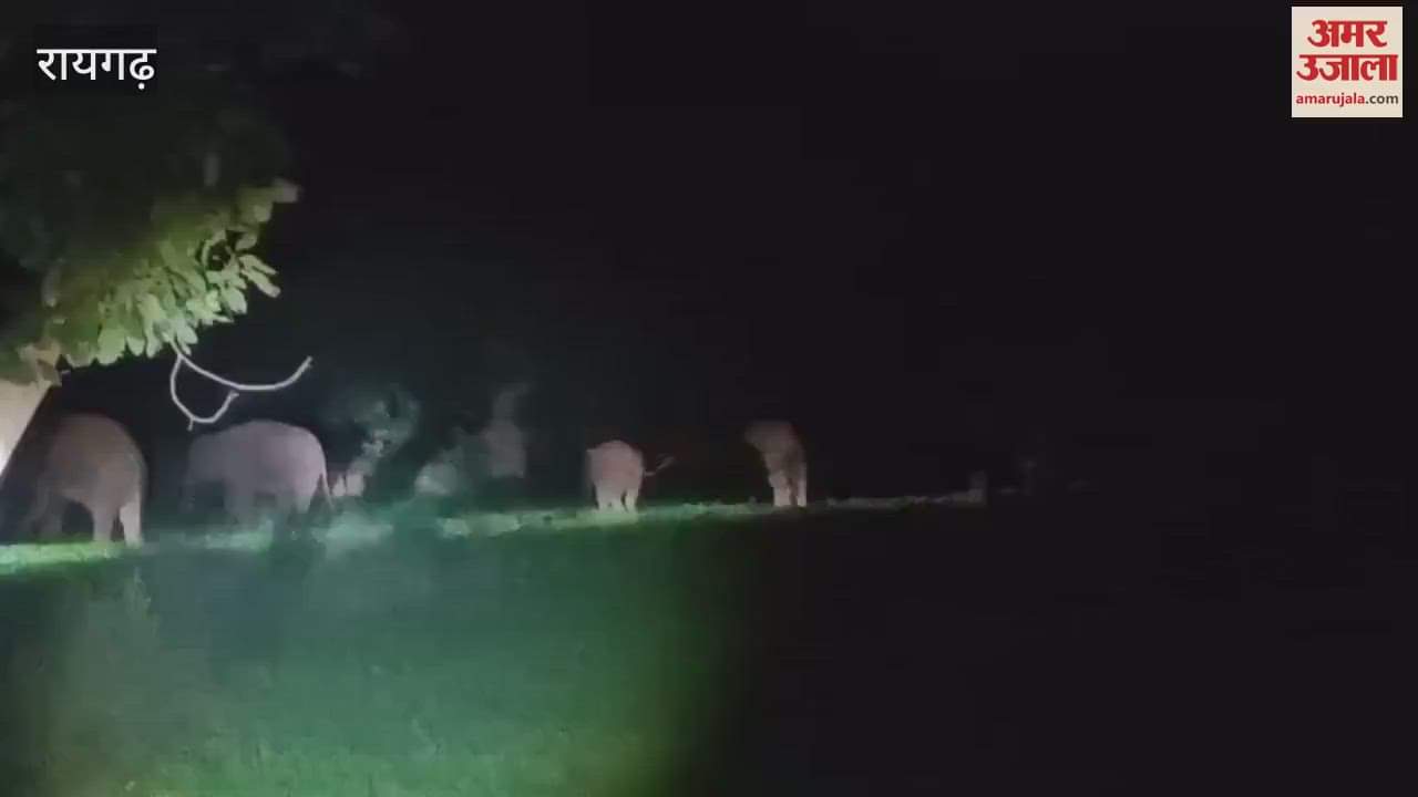 Terror of 177 elephants in Raigarh