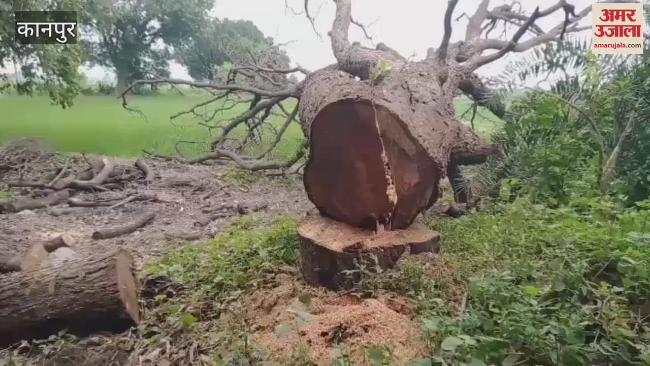 Cutting of banned trees continues in Saad, forest department silent