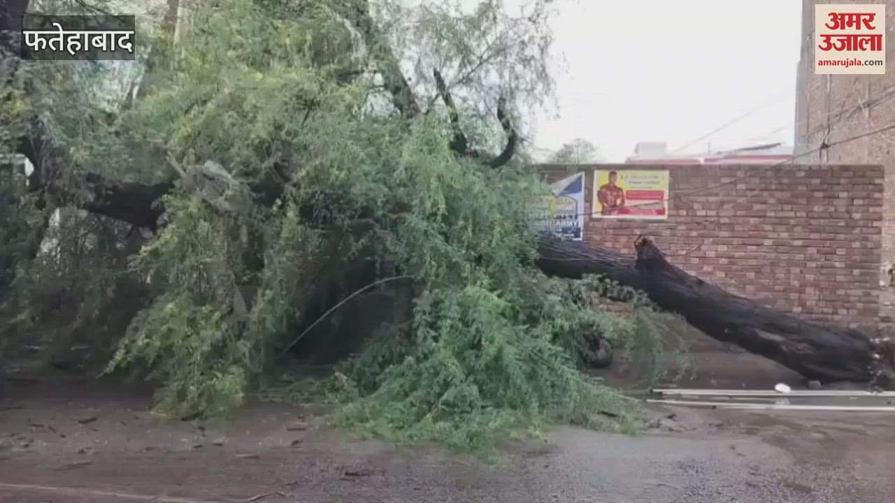 tree fell on a bike rider in Tohana, Fatehabad, seriously injured