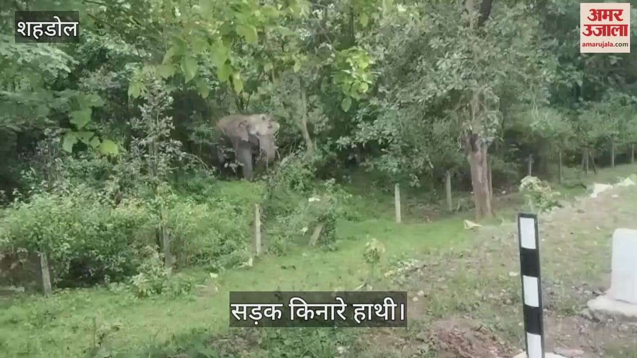 Department closed Shahdol-Rewa road due to elephant terror in Byahari