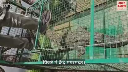 Damoh News: Forest department rescued crocodile that came out of the pond