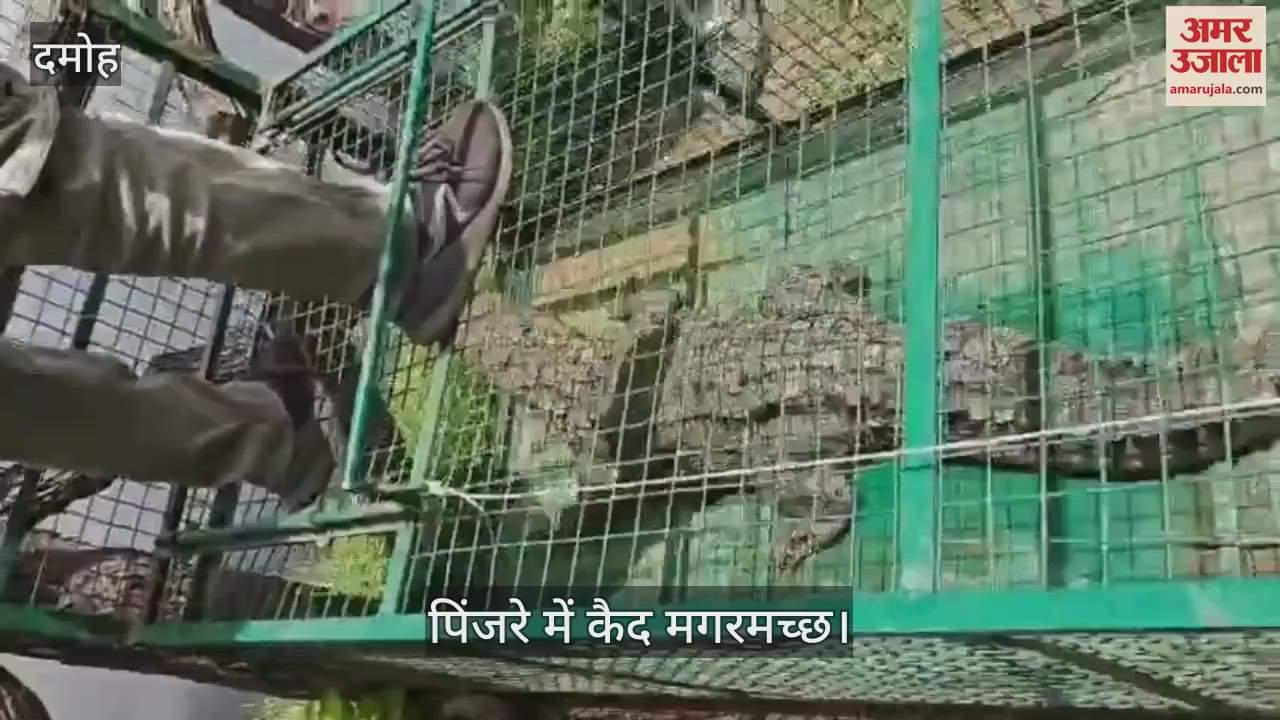 Damoh News: Forest department rescued crocodile that came out of the pond