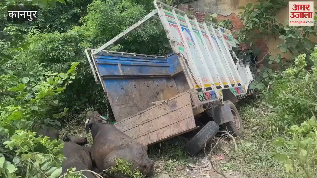 Pickup full of cattle overturned on highway, six cattle injured
