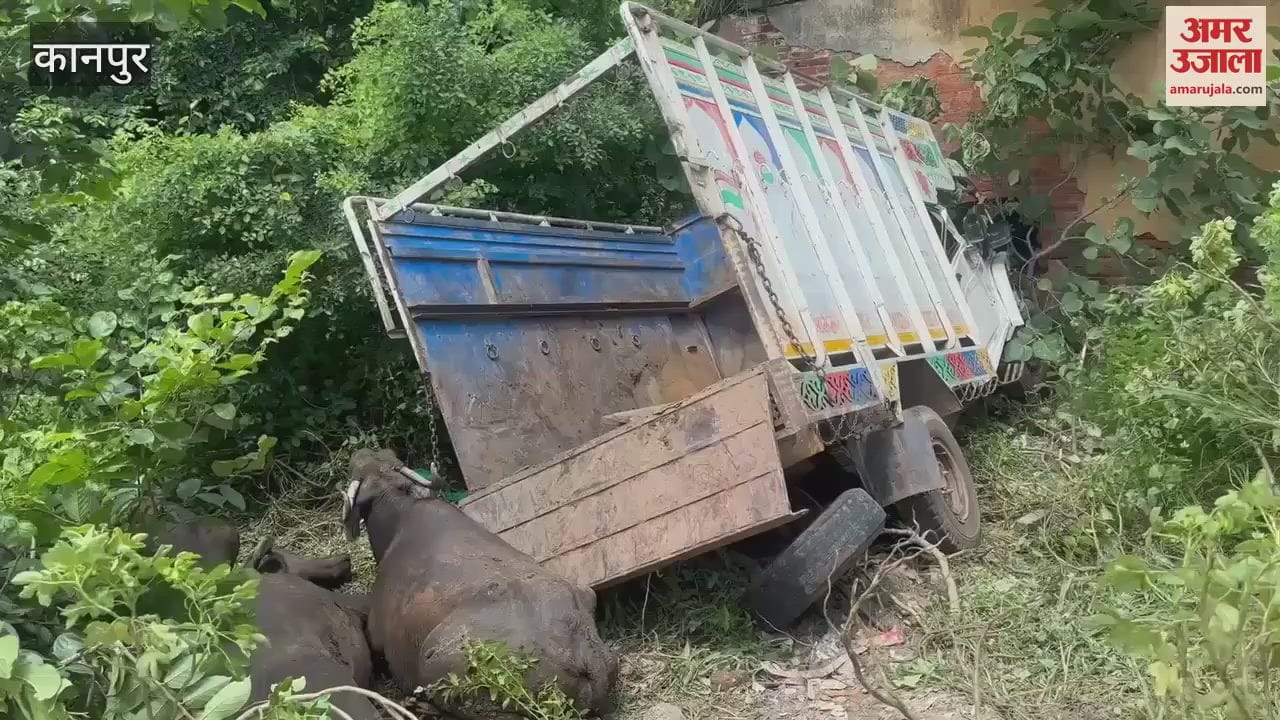 Pickup full of cattle overturned on highway, six cattle injured