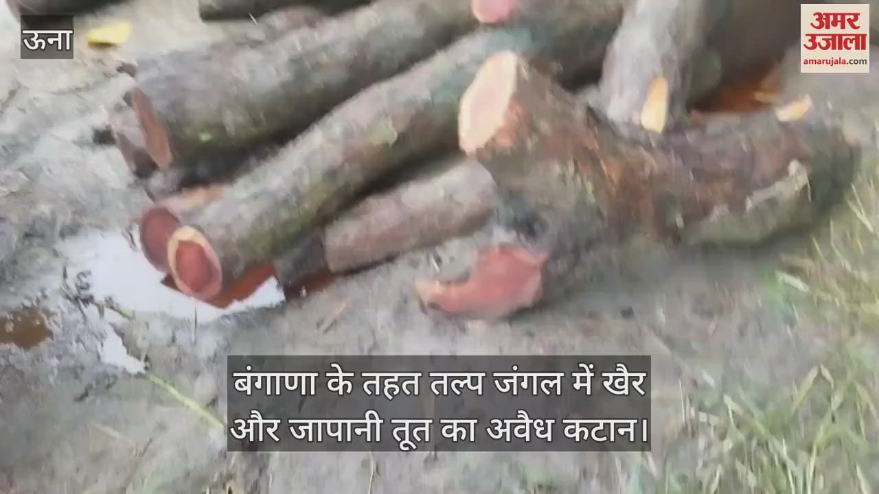 Illegal felling of Khair and Japanese Mulberry in Talp forest under Bangana