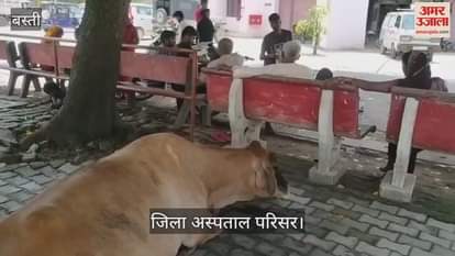 Stray animals gather in district hospital premises