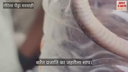 There was chaos in GPM when a poisonous snake of the krait species came out from a bike