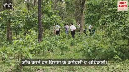 Tiger dies due to electric wire in Sanjay Tiger Reserve