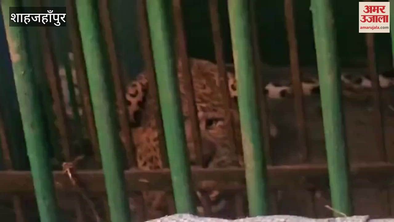 Leopard released in Ranipur Wildlife Sanctuary of Chitrakoot