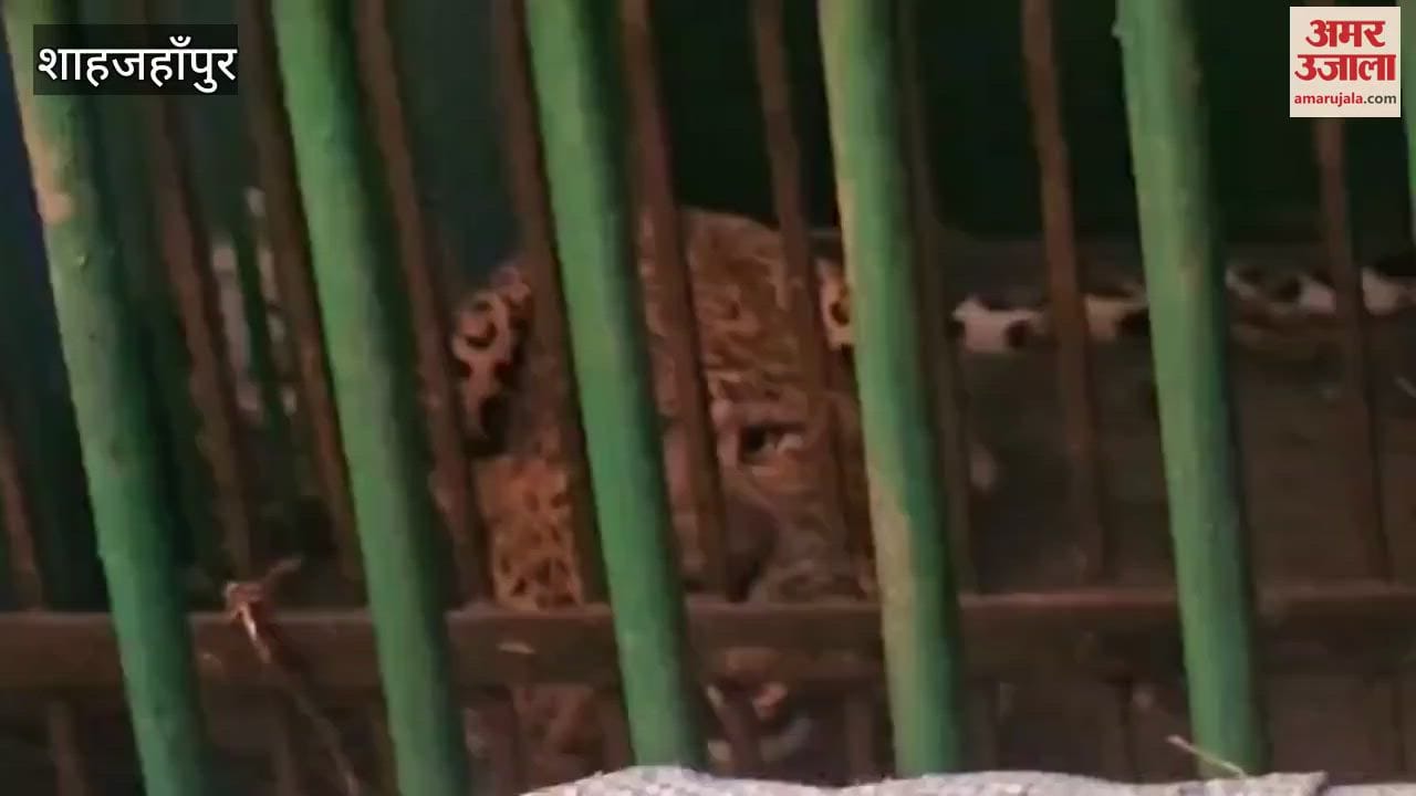 Leopard released in Ranipur Wildlife Sanctuary of Chitrakoot