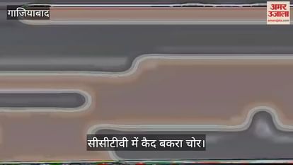 Accused Stealing Goat In Modinagar Caught On Cctv Camera – Amar Ujala Hindi News Live