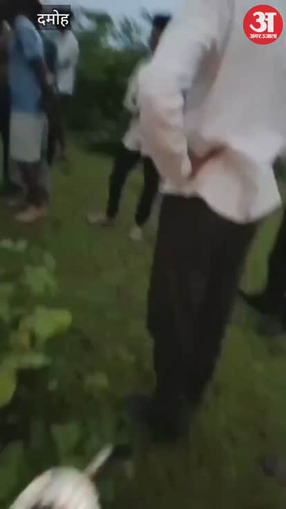 Damoh News: 21 goats tied under a tree died due to lightning