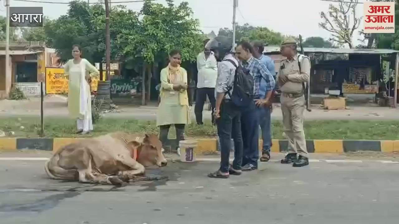 cow was writhing in pain on the road SDM stopped the convoy