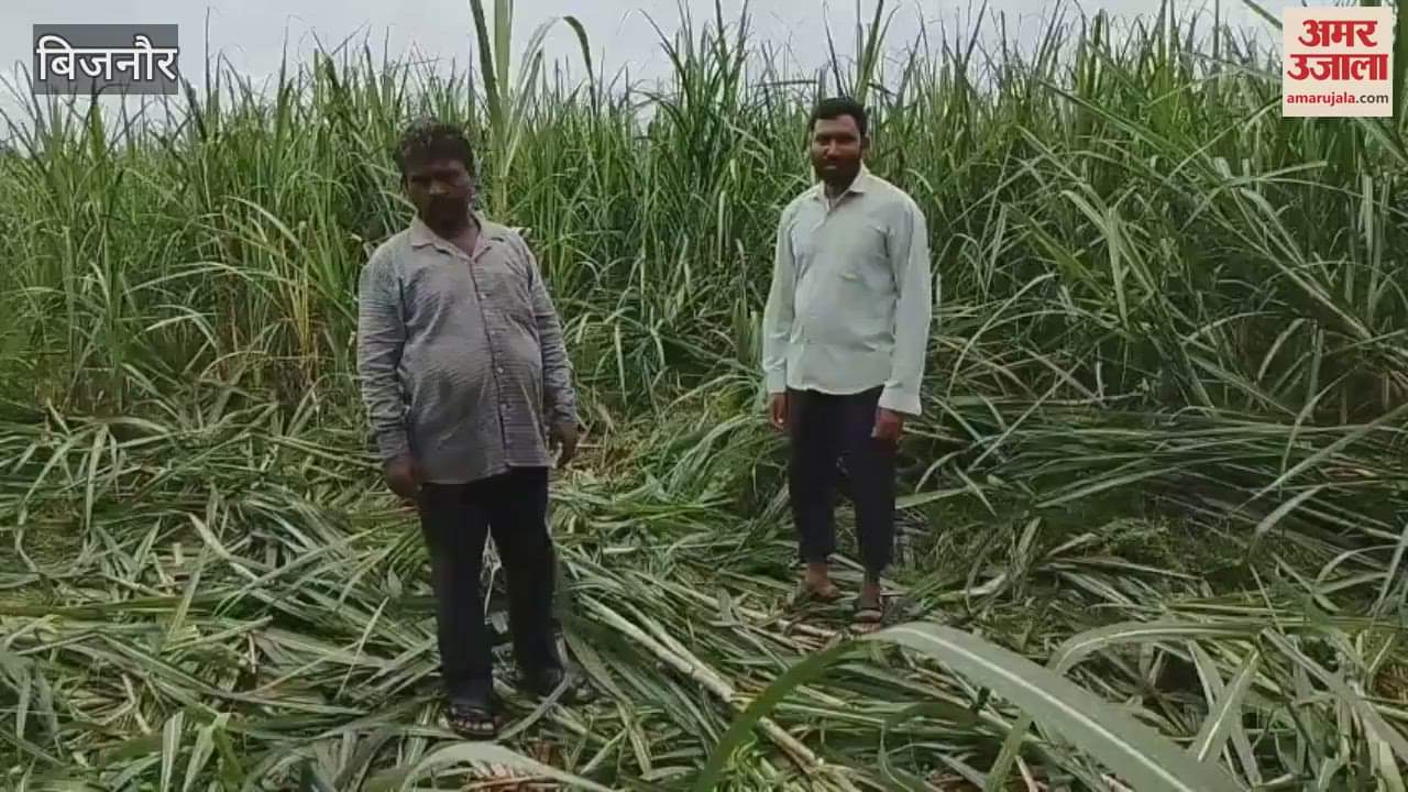 UP: Elephants of Corbett Tiger Reserve are eating sugarcane crops in Kalagarh, farmers are worried