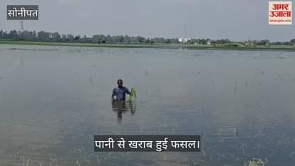 Crop damaged due to waterlogging