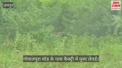 Leopard Spotted Near Gopalpura Mod in Jaipur, Rescue Operation to Continue in Morning