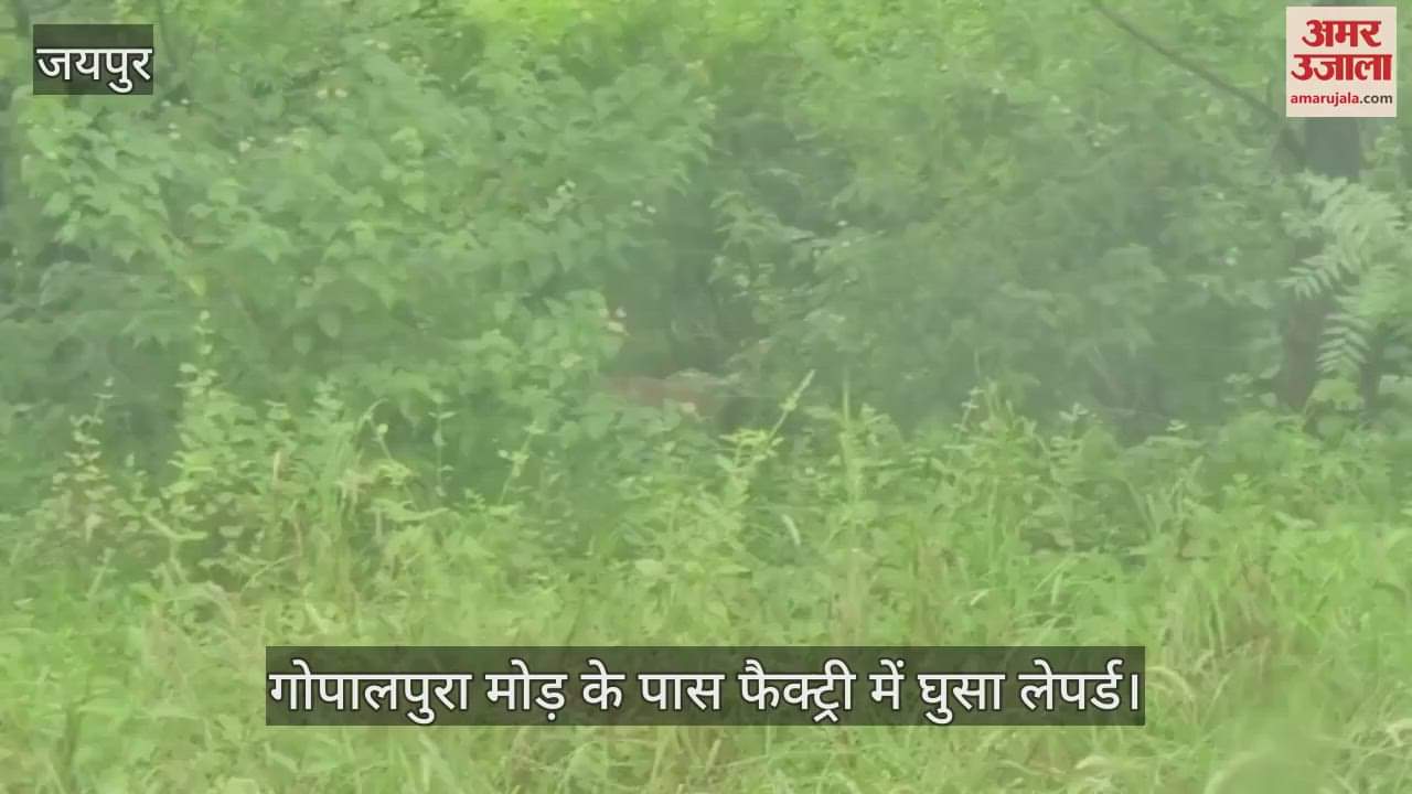 Leopard Spotted Near Gopalpura Mod in Jaipur, Rescue Operation to Continue in Morning