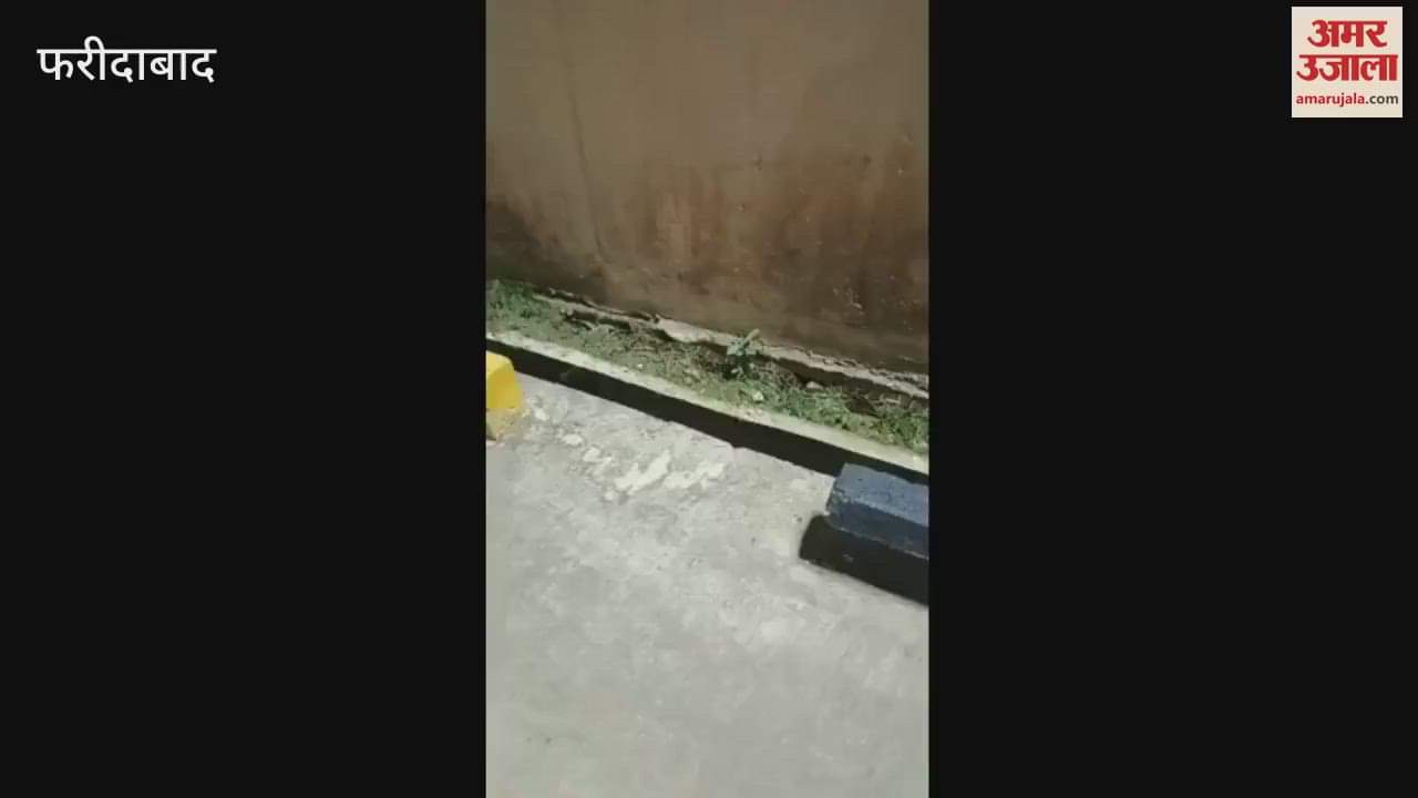 stir when huge python came out of Faridabad sewage treatment plant