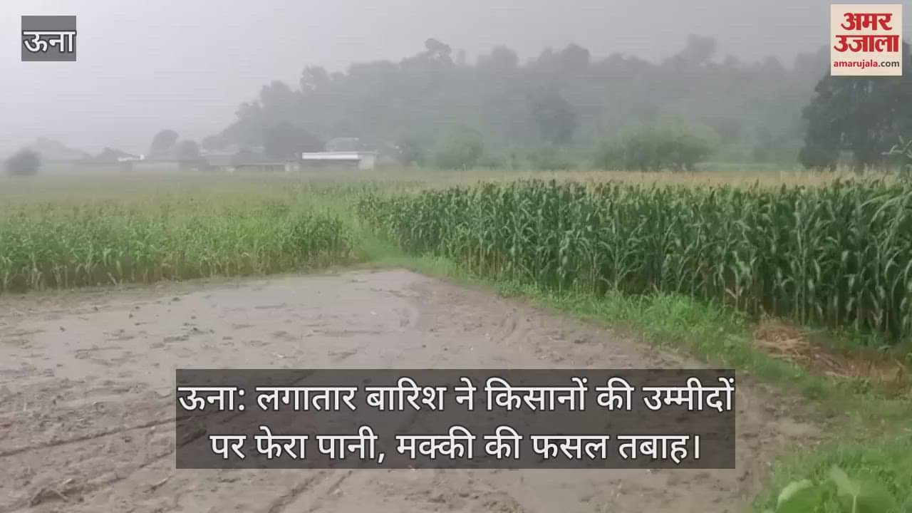 Una: Continuous rain dashed the hopes of farmers, maize crop destroyed