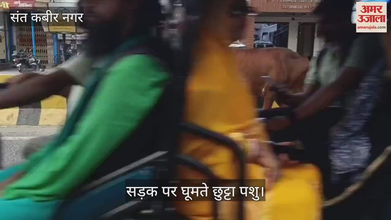 Animal shelter center not built, stray animals roaming on the streets