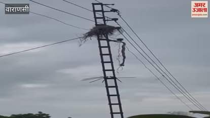 snake entered a bird nest on electric pole and swallowed its babies