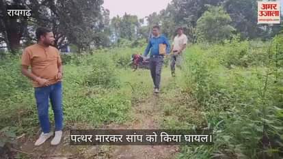 snake was injured by throwing stones Animal Seva Samiti saved its life in Raigarh