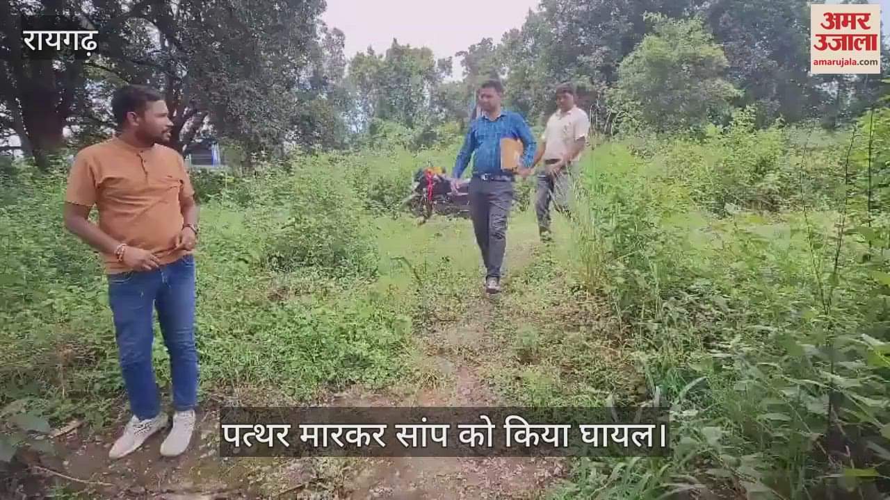 snake was injured by throwing stones Animal Seva Samiti saved its life in Raigarh