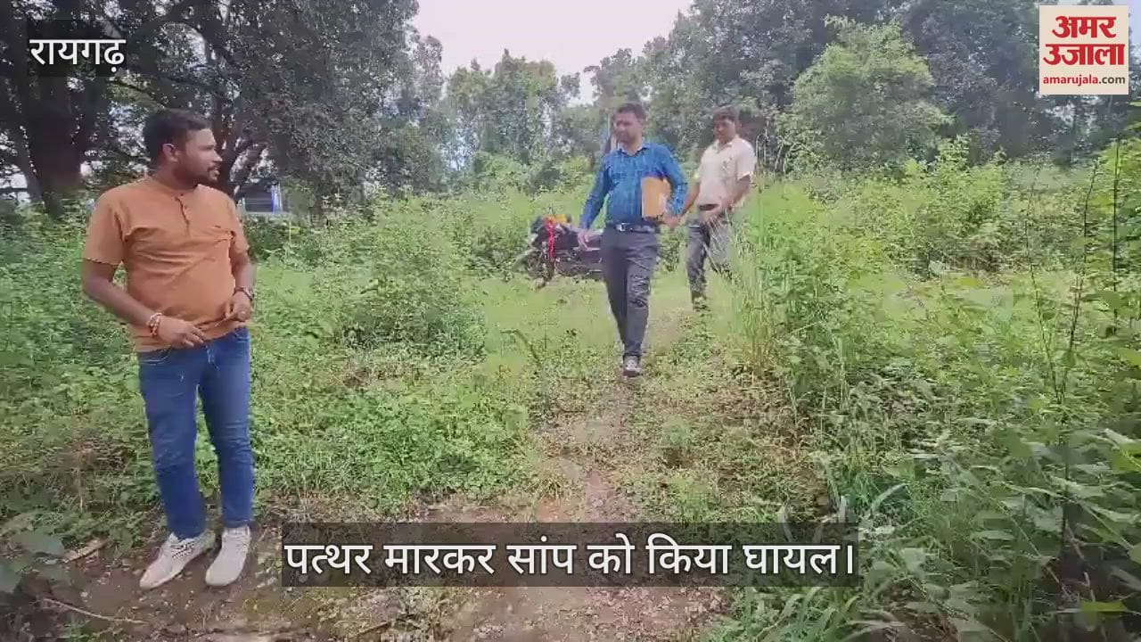 snake was injured by throwing stones Animal Seva Samiti saved its life in Raigarh