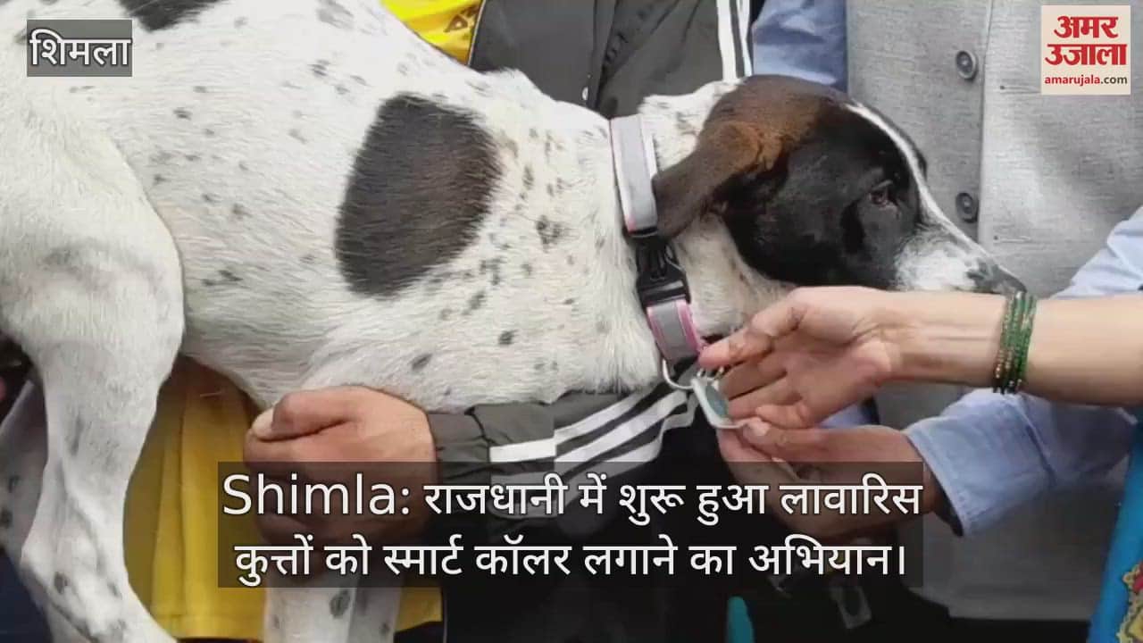 A campaign to put smart collars on stray dogs has started in the capital