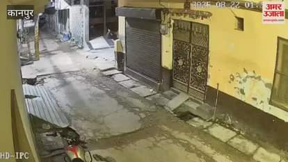 A pack of dogs scratched a calf and injured it, an old man saved its life by chasing them away with a stick