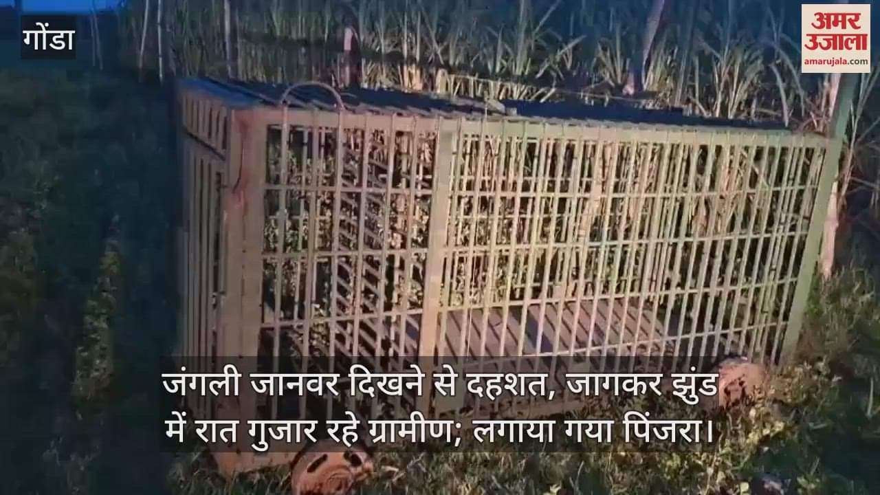 गोंडा में जंगली जानवर दिखने से दहशत, जागकर झुंड में रात गुजार रहे ग्रामीण; लगाया गया पिंजरा