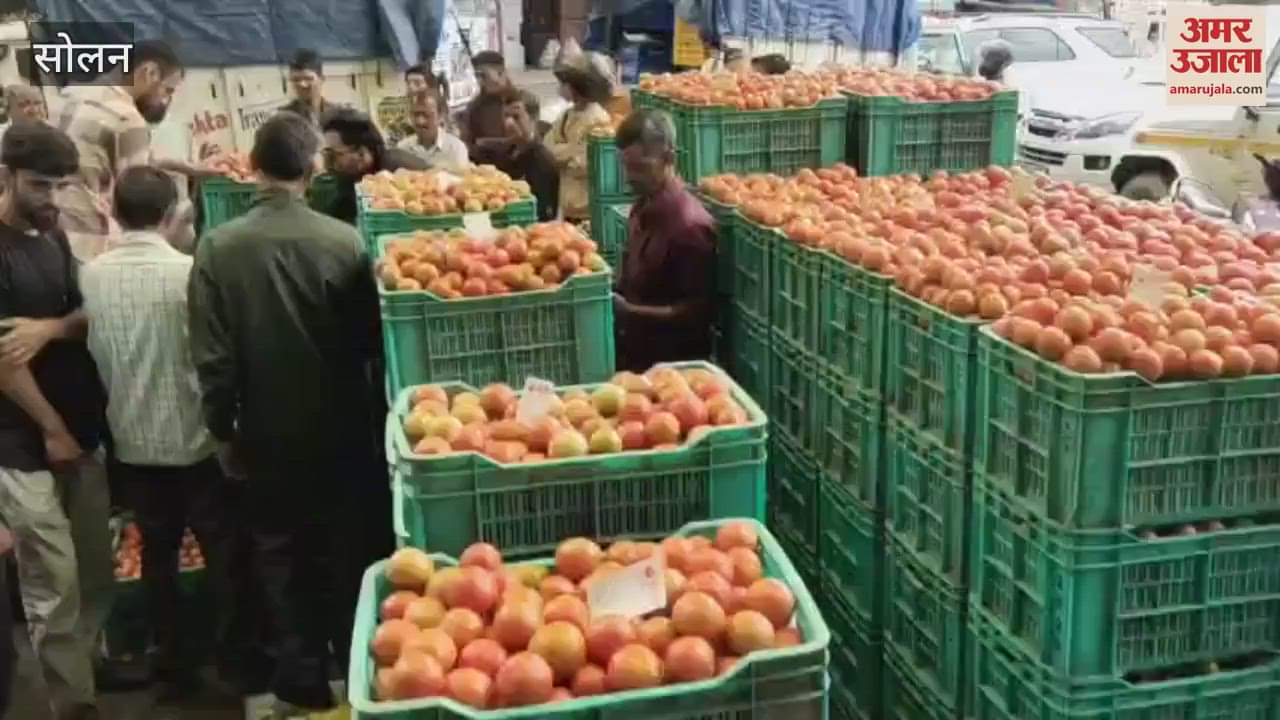 Solan Tomato prices fall farmers disappointed one crate sold for between 500 and 700