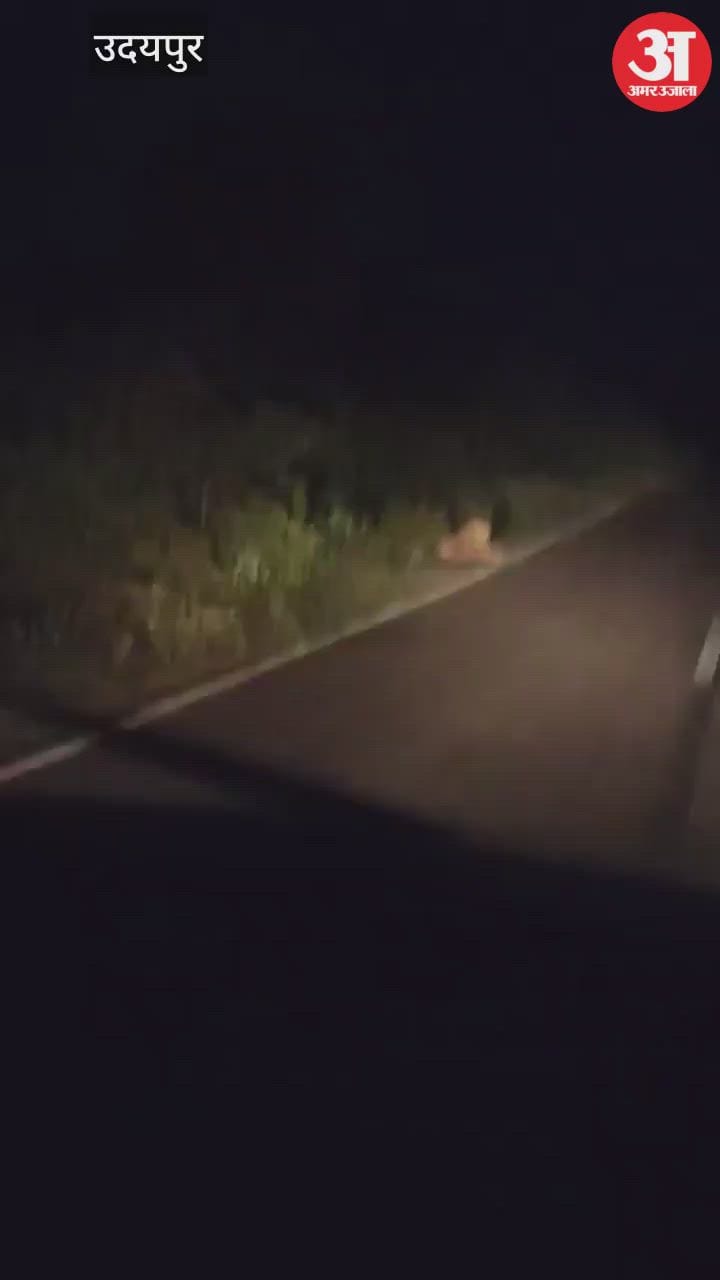 Panther Spotted on Gogunda Road, Villagers in Panic