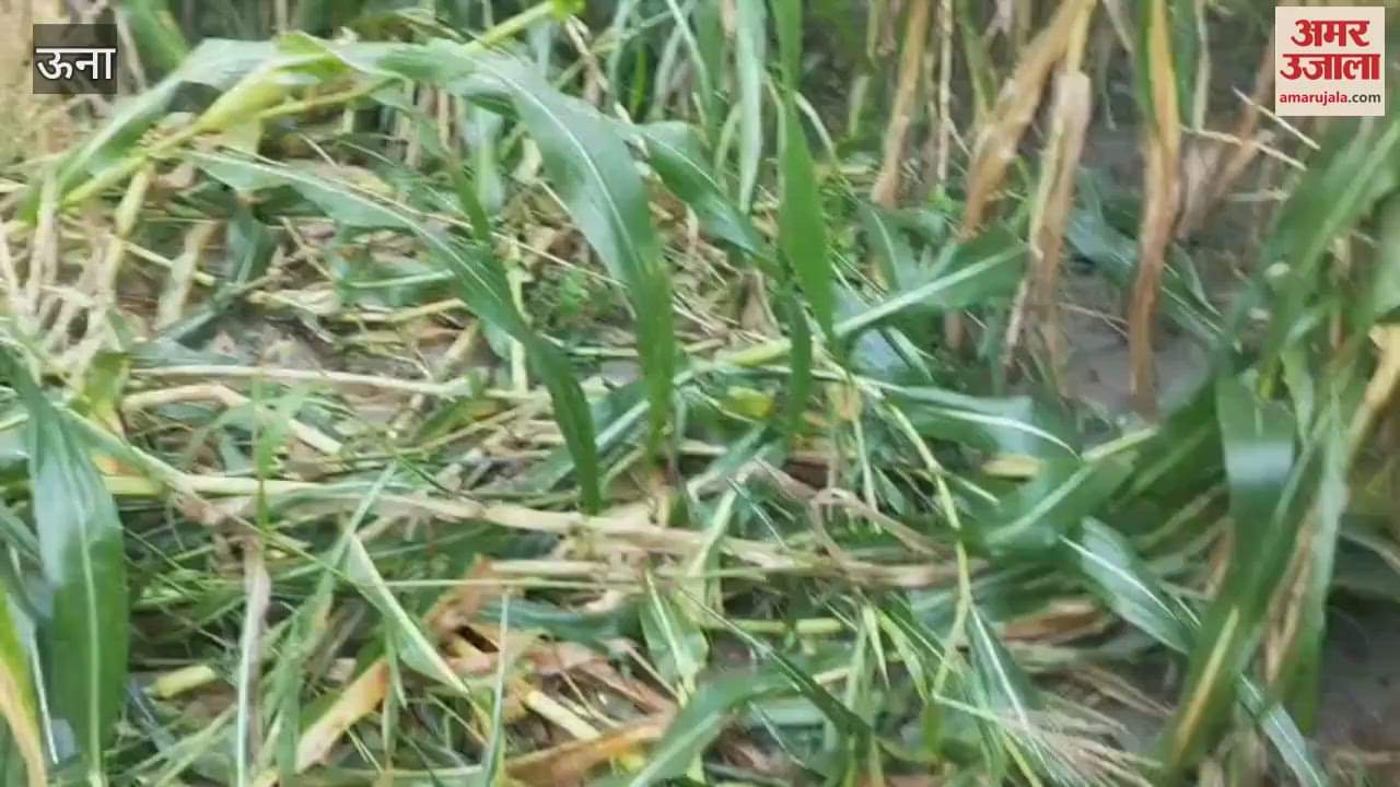 Una The wounds caused by nature have not healed yet now wild animals are wreaking havoc