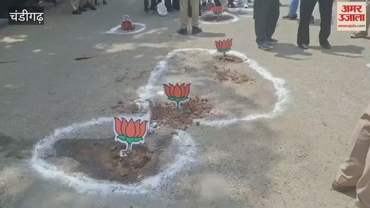 Congressmen Planted Lotus Flowers On Potholes On The Road In Chandigarh – Amar Ujala Hindi News Live