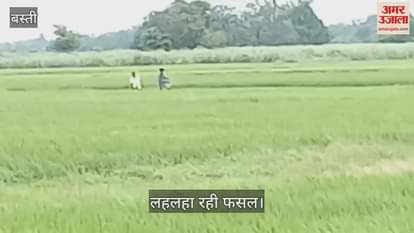 Fertilizer is being sprayed in the fields, it is becoming very beneficial