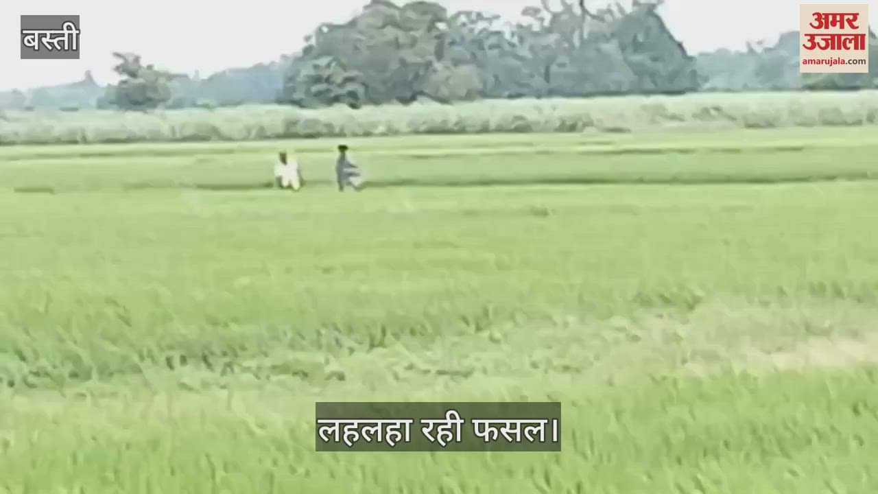 Fertilizer is being sprayed in the fields, it is becoming very beneficial