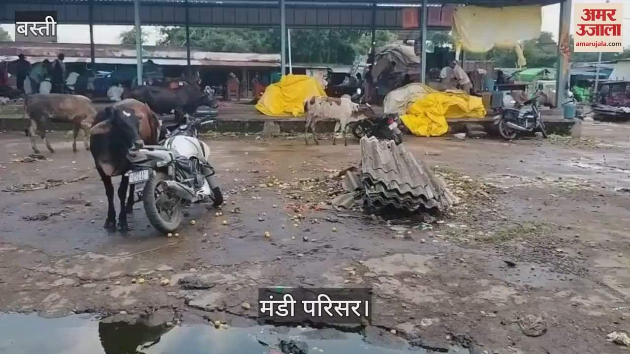 There is a huge number of stray animals in the Mandi Parishad, causing problems